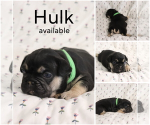 French Bulldog Puppy for sale in MANCHESTER, MI, USA