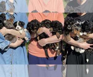 Miniature Bernedoodle Litter for sale in BLOOMINGTON, IL, USA