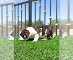 Small #3 English Bulldog