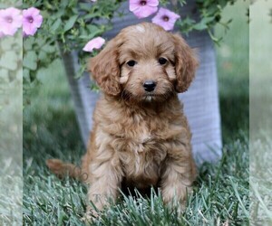 Cavapoo Puppy for sale in STRASBURG, PA, USA