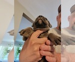 Small Photo #3 Cane Corso Puppy For Sale in WOODLAND, WA, USA
