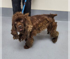 Cocker Spaniel Dogs for adoption in Louisville, KY, USA