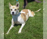 Small #3 American Staffordshire Terrier-Boxer Mix