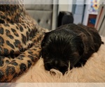 Puppy Puppy 1 Pom-Shi-Shih Tzu Mix