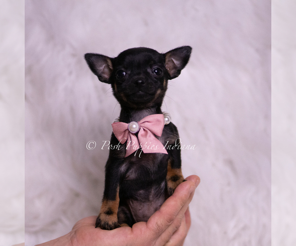 Medium Photo #9 Chihuahua Puppy For Sale in WARSAW, IN, USA