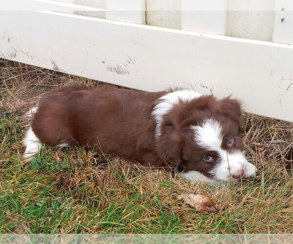 Medium Photo #4 Aussiedoodle Miniature  Puppy For Sale in LAURA, OH, USA