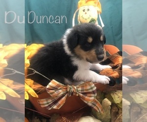 Scotch Collie Puppy for sale in GRAHAM, WA, USA