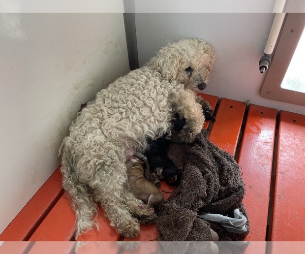 Medium Photo #1 Yo-Chon Puppy For Sale in MOUNT PLEASANT, MI, USA