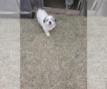 Small Photo #2 Great Pyrenees Puppy For Sale in RONAN, MT, USA
