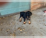 Small #2 Doberman Pinscher