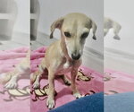 Small #1 Chiweenie