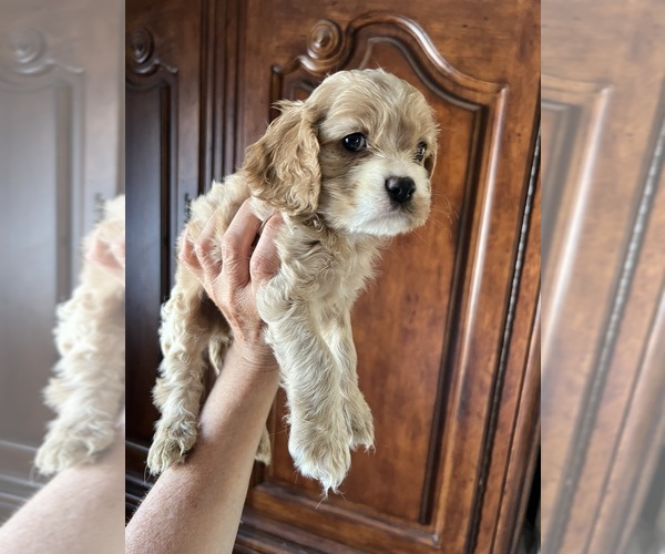 Medium Photo #1 Cavalier King Charles Spaniel Puppy For Sale in CENTURIA, WI, USA