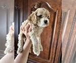 Image preview for Ad Listing. Nickname: Teddy