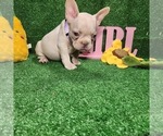 Small Photo #5 French Bulldog Puppy For Sale in MIRA LOMA, CA, USA