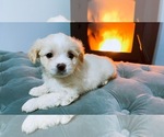Puppy 2 Jack Russell Terrier-Shih Tzu Mix