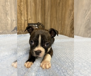 Boston Terrier Puppy for sale in MYRTLE, MO, USA