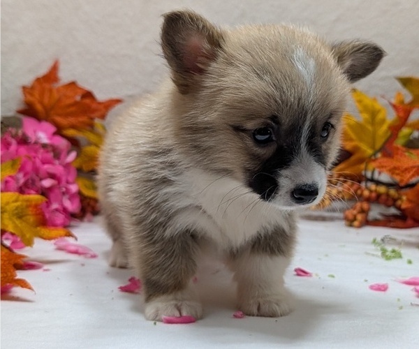 Medium Photo #12 Pembroke Welsh Corgi Puppy For Sale in GOSHEN, IN, USA