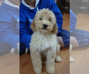 Goldendoodle (Miniature) Puppy for sale in LOUISVILLE, KY, USA