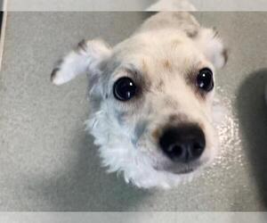 Chihuahua Dogs for adoption in San Clemente, CA, USA