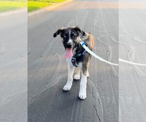 Colby (TX) - Male Siberian Husky-Unknown Mix Dog for Adoption - Photo #8
