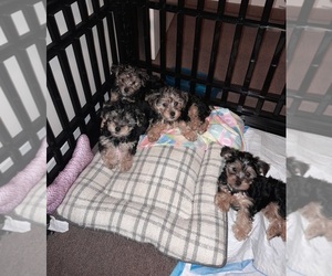 YorkiePoo-Yorkshire Terrier Mix Puppy for sale in SHELBY, NC, USA