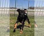 Small #1 German Pinscher Mix