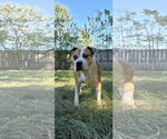 Sully - Male Boxer-Mastiff Mix Dog for Adoption - Small photo