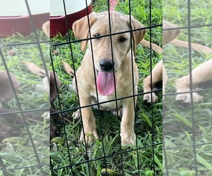 Medium Labrador Retriever