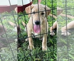 Puppy Puppy 2 Green Labrador Retriever