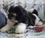 Puppy Dwyer Shih Tzu-Zuchon Mix