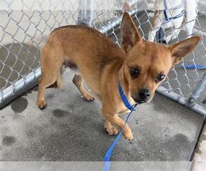 Chihuahua Dogs for adoption in Bakersfield, CA, USA