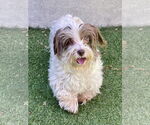 Small #10 Hava-Apso