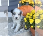 Small Photo #4 Australian Shepherd Puppy For Sale in LODA, IL, USA