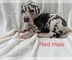 Small Photo #10 Great Dane Puppy For Sale in OKLAHOMA CITY, OK, USA