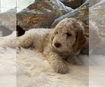 Small #27 Goldendoodle