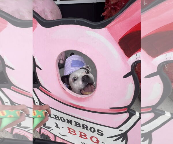 Medium Photo #4 Mutt Puppy For Sale in Virginia Beach, VA, USA