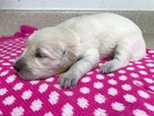 Small Photo #3 Golden Retriever Puppy For Sale in SUFFOLK, VA, USA