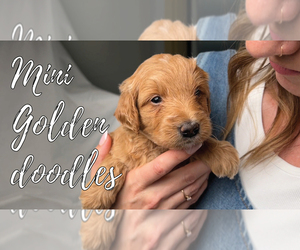 Goldendoodle (Miniature) Litter for sale in HUDSONVILLE, MI, USA