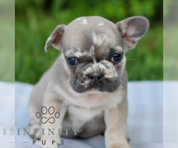 Medium Photo #4 French Bulldog Puppy For Sale in EAST EARL, PA, USA