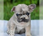 Small #3 French Bulldog