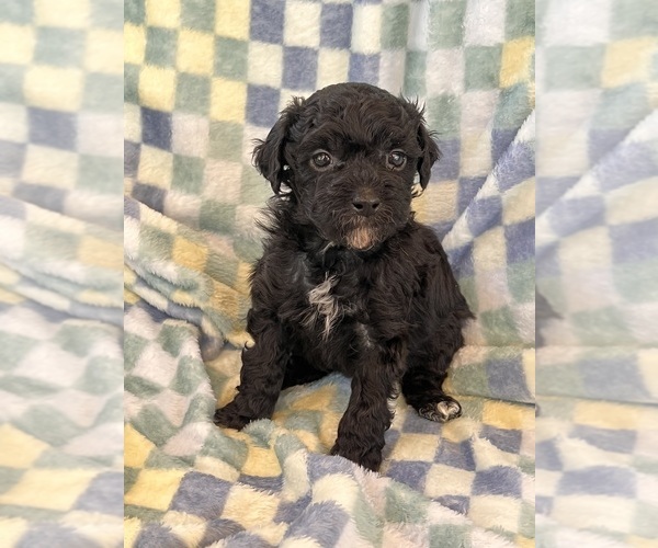 Medium Photo #1 YorkiePoo Puppy For Sale in Lexington, NC, USA