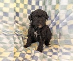 Image preview for Ad Listing. Nickname: Yorkiepoo Male