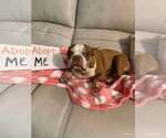 Small #2 Boston Terrier
