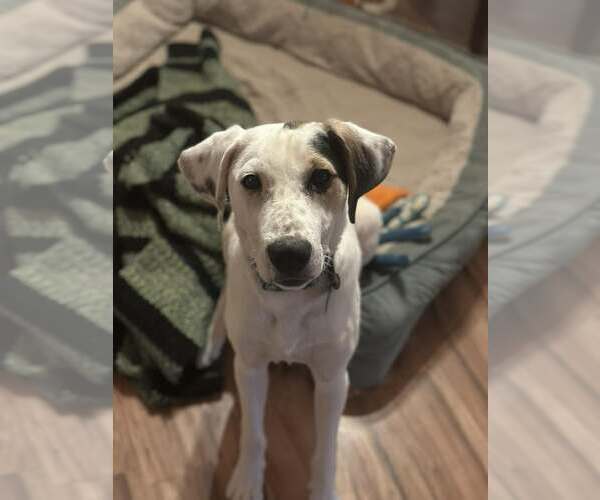 Medium Photo #9 Mutt Puppy For Sale in Westwood, NJ, USA