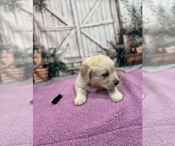 Medium Photo #13 English Cream Golden Retriever Puppy For Sale in BUSHNELL, FL, USA