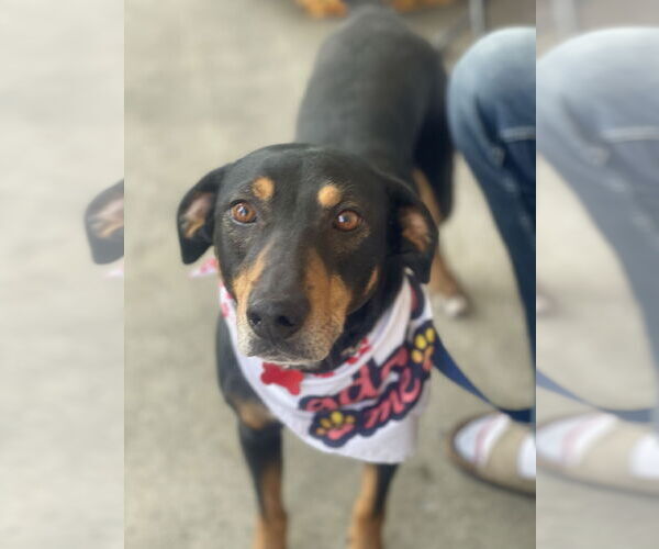 Medium Photo #25 Mutt Puppy For Sale in Mount Laurel, NJ, USA