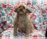 Small Photo #1 Cockapoo Puppy For Sale in LAKELAND, FL, USA