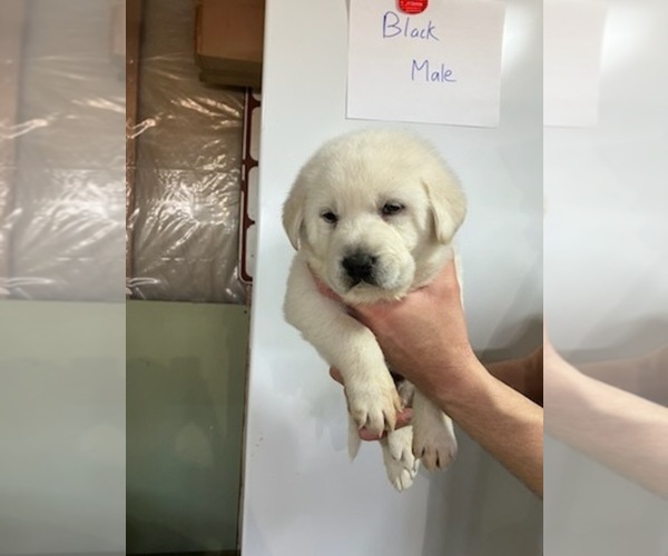 Medium Photo #2 Labrenees Puppy For Sale in PEETZ, CO, USA