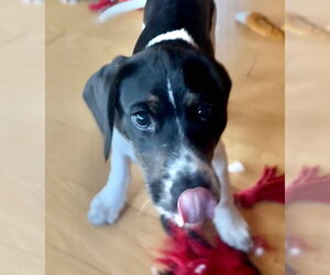 Aries - Male Border Collie-Unknown Mix Dog for Adoption - Photo #2