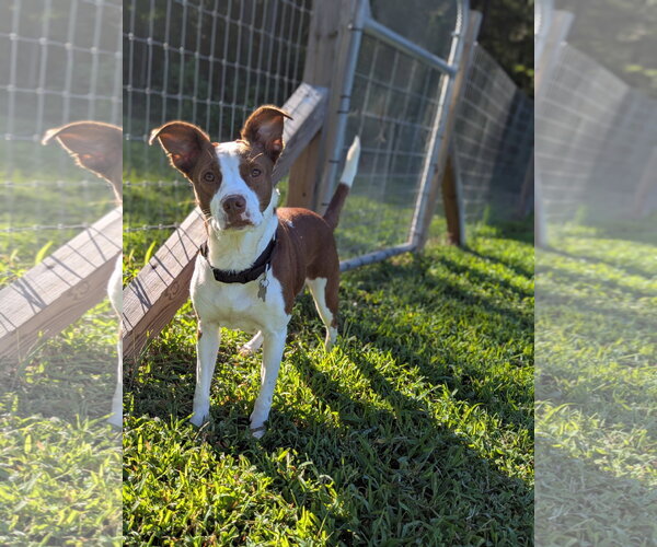 Medium Photo #21 Rat Terrier-Unknown Mix Puppy For Sale in Holly Springs, NC, USA